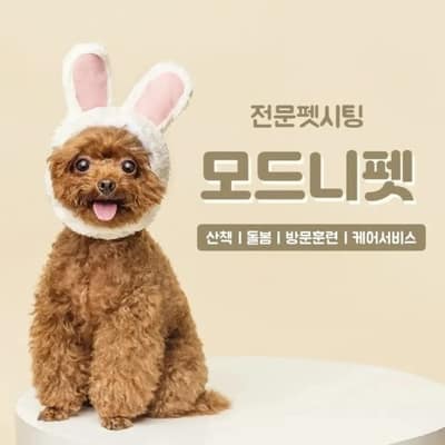 [경기 파주] 모드니펫