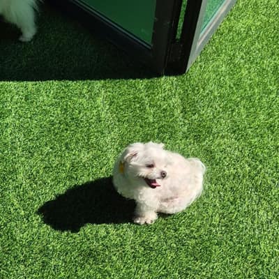 [강원 원주] 푸젤강아지유치원